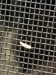 Cacopsylla annulata
