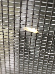 Cacopsylla annulata