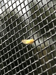 Cacopsylla annulata