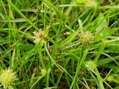 Cyperus brevifolioides