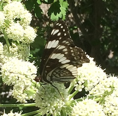 Limenitis weidemeyerii nevadae