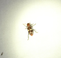 Enoclerus quadrisignatus