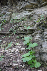 Pimpinella tripartita