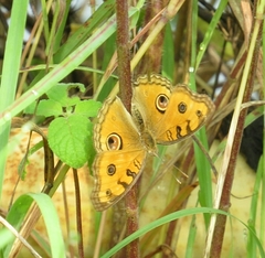 Junonia almana