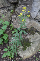 Erysimum aureum