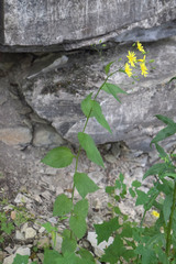 Lapsana communis intermedia