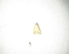 Microtheoris