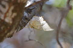 Charaxes varanes vologeses
