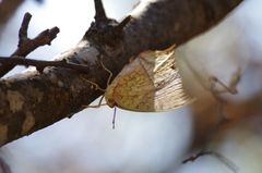 Charaxes varanes vologeses