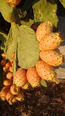 Opuntia maxima