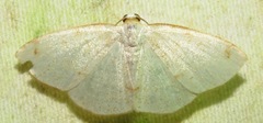 Microxydia orsitaria