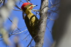 Piculus chrysochloros