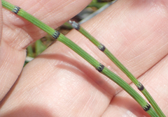 Equisetum variegatum variegatum