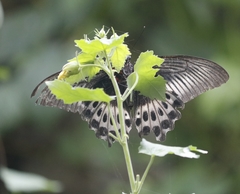 Papilio polymnestor