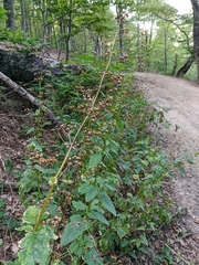 Scrophularia scopolii