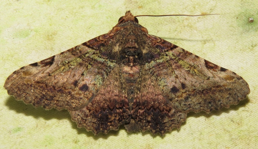 Metria celia