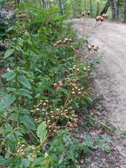 Scrophularia scopolii