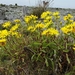 Grindelia stricta stricta - Photo (c) Bill Rodstrom, some rights reserved (CC BY-NC), uploaded by Bill Rodstrom