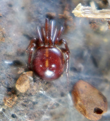 Steatoda hespera