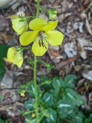 Verbascum spectabile