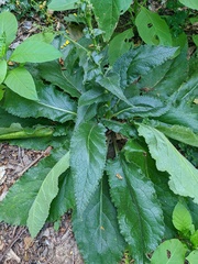 Verbascum spectabile
