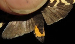 Eucereon consorta