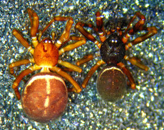 Steatoda hespera