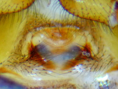 Steatoda hespera