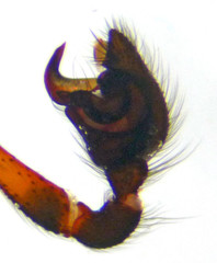 Steatoda hespera
