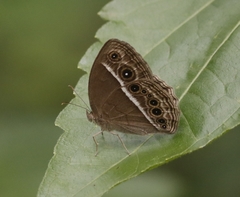 Mycalesis subdita