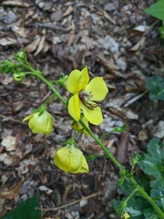 Verbascum spectabile