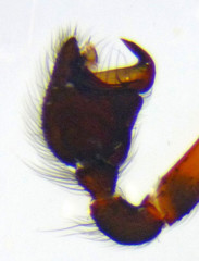 Steatoda hespera