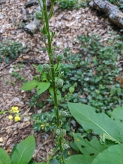 Verbascum spectabile