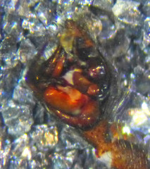 Steatoda hespera