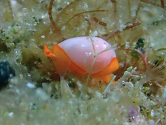 Cystiscidae