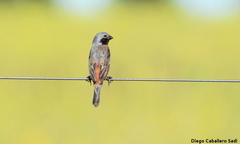 Sporophila ruficollis