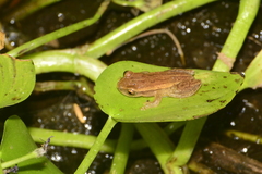 Dendropsophus nanus