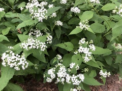 Ageratina altissima