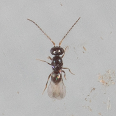 Aphanogmus