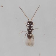 Aphanogmus