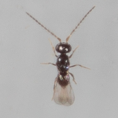 Aphanogmus