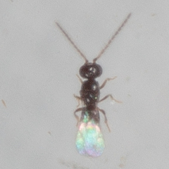 Aphanogmus