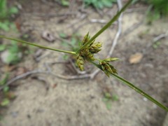 Cyperus houghtonii