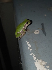 Hyla japonica