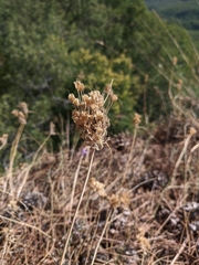 Allium paniculatum