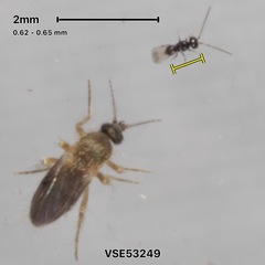 Aphanogmus