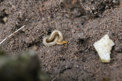 Henia vesuviana