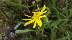 Grindelia stricta stricta