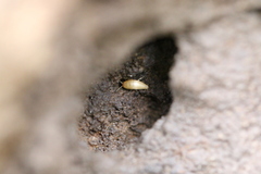Atelura