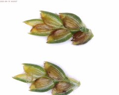 Cyperus houghtonii